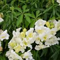 Antirrhinum majus 'La Bella blanc'